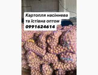 Зображення для оголошення Картопля насіннева