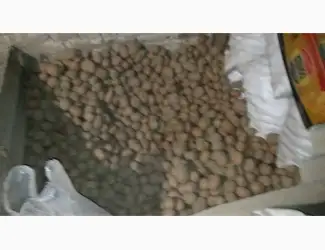 Зображення для оголошення Картопля посадкова