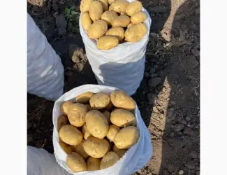 Зображення для оголошення Продам картоплю