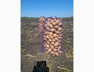 Зображення для оголошення Продам картофель оптом с поля сорт Сорая