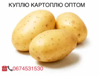 Зображення для оголошення Куплю картоплю обʼєм