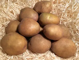 Зображення для оголошення Закуповуємо картоплю оптом! Київ та область