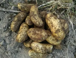 Зображення для оголошення Киранда ранний картофель посадочный