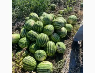 Зображення для оголошення Продам Кавун