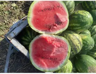 Зображення для оголошення Продам кавун Ау продюсер