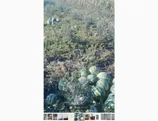 Зображення для оголошення Продам кавун
