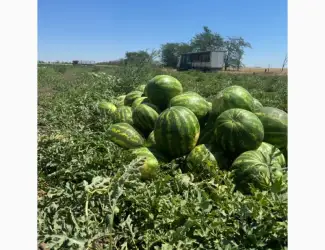 Зображення для оголошення Продам кавун
