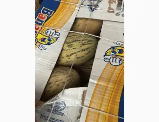 Зображення для оголошення Продам дыню Торпеда