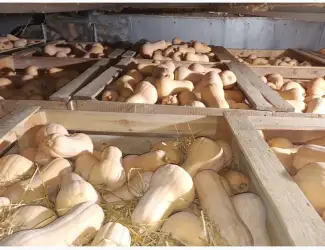 Зображення для оголошення Продам тыкву Матильда качество высокое