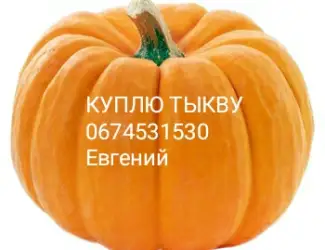 Зображення для оголошення Закупаю Тыкву /Гарбуз