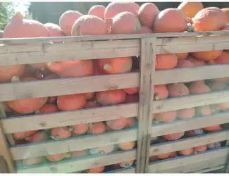 Зображення для оголошення Продам гарбуз Хоккайдо