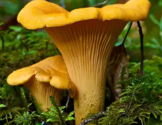 Зображення для оголошення Продам лисичку морожену