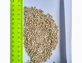 Зображення для оголошення Продам сорго белое