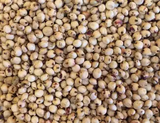 Зображення для оголошення Куплю Сорго