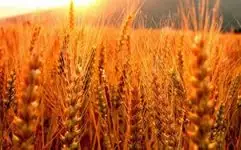Зображення для оголошення Куплю жито рожь