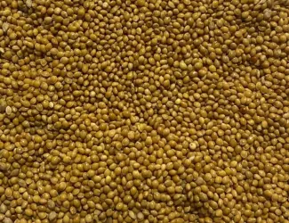 Зображення для оголошення Продам насіння жовтого проса сорту Біла Альтанка