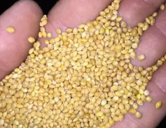 Зображення для оголошення Куплю просо ДОРОГО