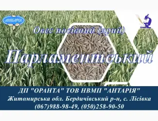 Зображення для оголошення Насіння вівса Парламнтський (БН