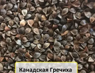 Зображення для оголошення Продам насіння гречихи сорту Арно 1-Р