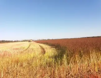 Зображення для оголошення Продам насіння гречихи