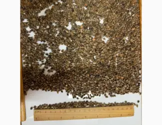 Зображення для оголошення Продаж ГРЕЧКА (Buckwheat)