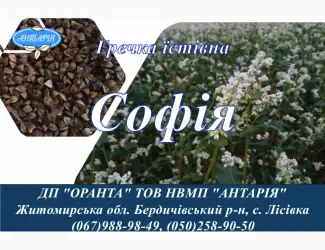 Зображення для оголошення Насіння гречки Софія (БН