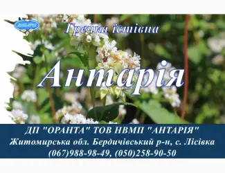 Зображення для оголошення Насіння гречки Антарія (БН