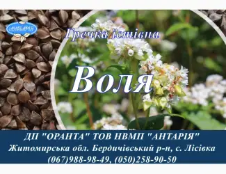 Зображення для оголошення Насіння гречки Воля (БН