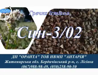 Зображення для оголошення Насіння гречки Син-3/02 (БН