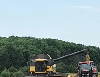 Зображення для оголошення Продам насіння ярого ячменю ГУЛЛІВЕР