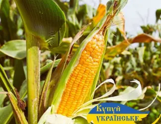 Зображення для оголошення Насіння кукурудзи ДБ Хотин