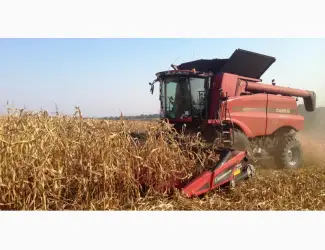 Зображення для оголошення Дорого куплю кукурузу
