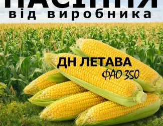 Зображення для оголошення Насіння кукурудзи ДН Летава / від виробника / ФАО 350
