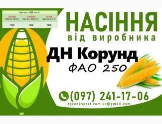 Зображення для оголошення Насіння кукурудзи 2025 - гібрид ДН Корунд (ФАО 250) від виробника