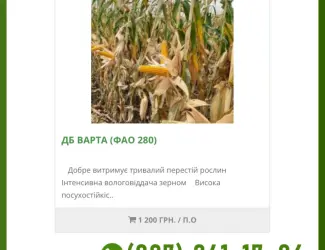 Зображення для оголошення Насіння від виробника - Кукурудза ДБ Варта