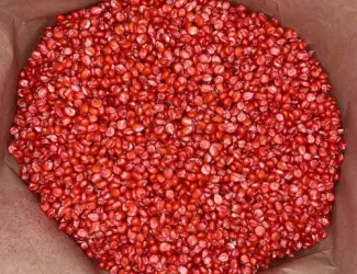 Зображення для оголошення Наcіння кукурудзи ДН Корунд (ФАО 250) від виробника