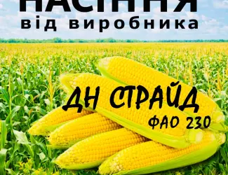 Зображення для оголошення Насіння кукурудзи ДН Страйд ФАО 230 / від виробника Agro_Exprt