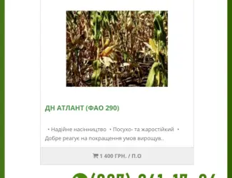 Зображення для оголошення Насіння від виробника - Кукурудза ДН Атлант (2025го року)