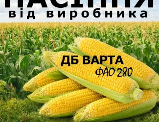 Зображення для оголошення Насіння кукурудзи ДБ Варта / від виробника / ФАО 280