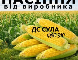 Зображення для оголошення Насіння кукурудзи ДС Сула / від виробника / ФАО 310