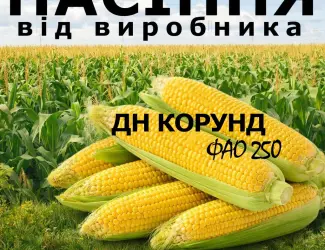 Зображення для оголошення Насіння кукурудзи ДН Корунд / від виробника / ФАО 250
