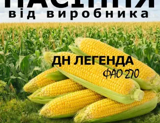 Зображення для оголошення Насіння кукурудзи ДН Легенда / від виробника / ФАО 270