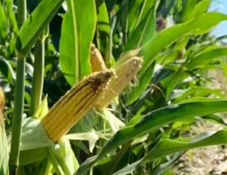 Зображення для оголошення Наcіння кукурудзи ДН Страйд (ФАО 230) від виробника