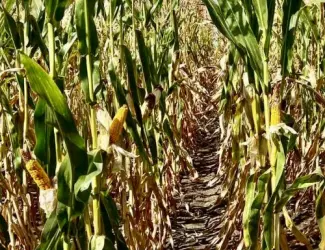Зображення для оголошення Наcіння кукурудзи ДН Сармат (ФАО 380) від виробника