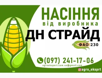 Зображення для оголошення Гібрид кукурудзи ДН Страйд (ФАО 230). Насіння від виробника
