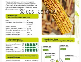Зображення для оголошення Насіння кукурудзи ВН 63 ФАО 280