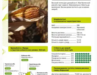 Зображення для оголошення Насіння кукурудзи ГАЛАРДО ФАО 280