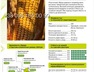 Зображення для оголошення Насіння кукурудзи РОНІН ФАО 330