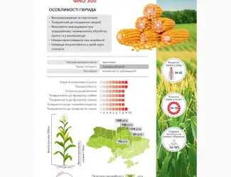 Зображення для оголошення Насіння кукурудзи Рубен ФАО 300