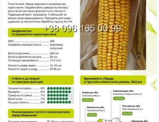 Зображення для оголошення Насіння кукурудзи Гран 6 ФАО 300